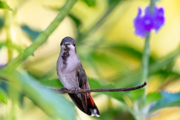A female Ruby Topaz hummingbird perching in a Vervain plant in a tropical garden looking at the camera.