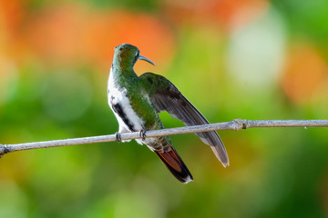 A female Black-throated Mango hummingbird looking behind her defending her territory with a blurred background.