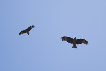 Eagles in the sky, Nagarkot, Nepal