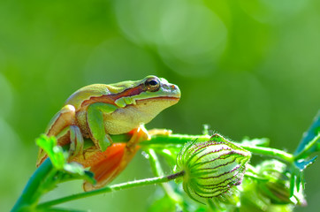 Beautiful Europaean Tree frog Hyla arborea 
