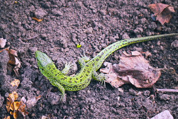 Small green lizard on the ground