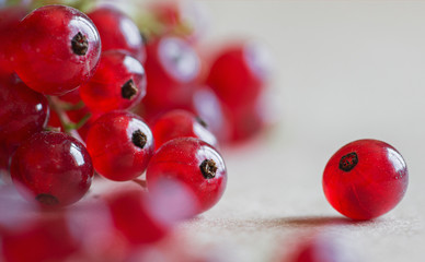 red currant on a white background