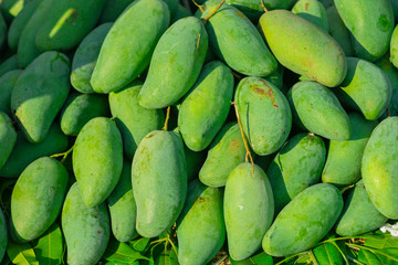 reen Mango Famous fruit of Thailand