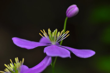 Macro shot of field flowers 