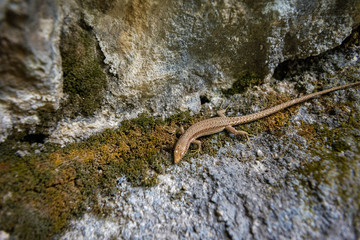 lizard on rock