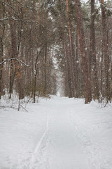 Path in the winter forest. It's snowfall
