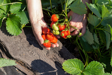 Women's hands collect large juicy ripe strawberries. Picking berries with both hands
