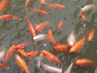 fish swimming om water