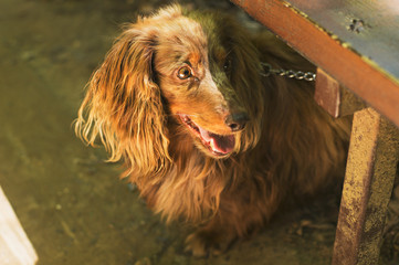 portrait of a dog