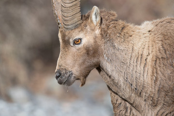 Portrait of Alpine ibex (Capra ibex)