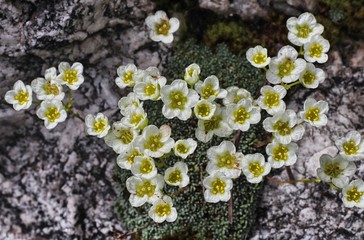 Close up of Leucanthemopsis alpina