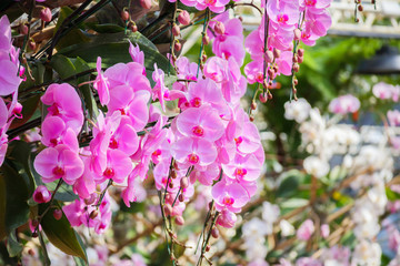 Beautiful Phalaenopsis Orchid flower blooming in garden floral background