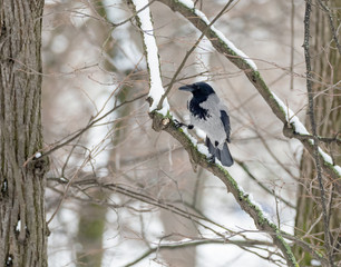 Winter, crow.
