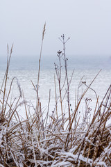 Frosted grass covered with snow at the sea which is full of ice chunks on a cloudy winter day after snowfall in Tuja in Latvia