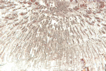 Macro. Frozen bubbles of ice. Background .
