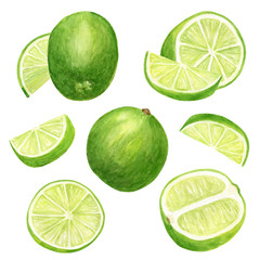 Watercolor lime set. Hand drawn botanical illusttration of slices, green citrus fruits isolated on...