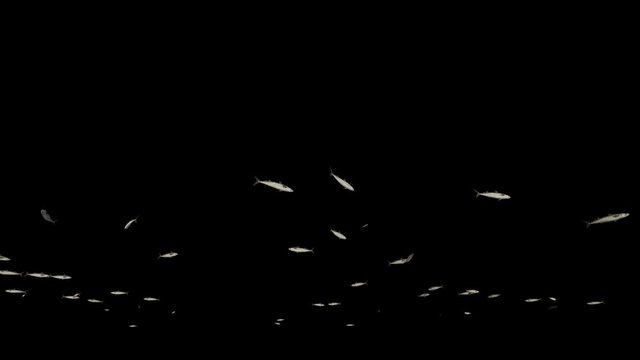 Mackerel school of fish, Alpha channel