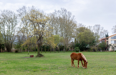 Grazing brown Horse on the green Pasture