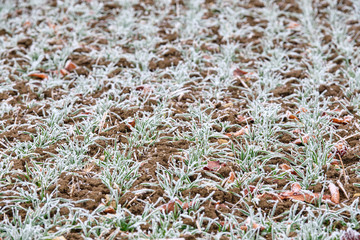 Agriicultural field with rows of little frozen green plants in the brown soil in winter. Seen in January in Franconia / Bavaria, Germany
