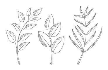Designer elements set. Collection natural leaves herbs.