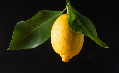 Branch with ripe lemon on a black background. - obrazy, fototapety, plakaty