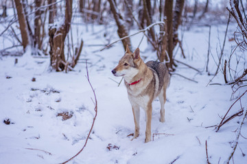 gray wolf walks on white snow