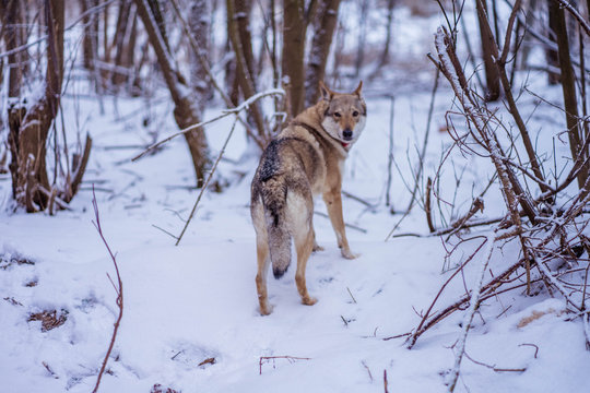 gray wolf walks on white snow