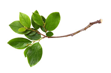 Fresh twig with green leaves