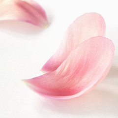 Closeup of two pink peony flower petals © Ortis