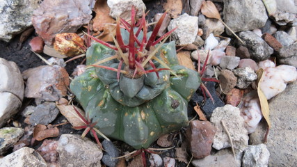 cactus suculenta amor 