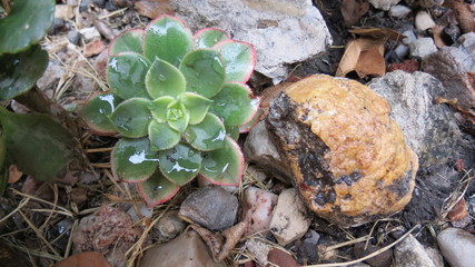 cactus suculenta amor naturaleza 