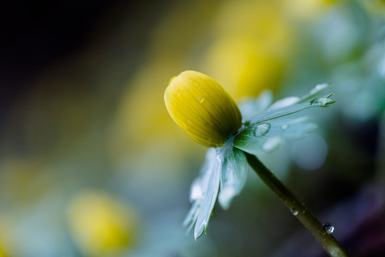 Winterlinge