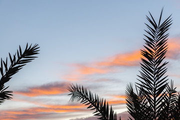 Palm branches against the sunset sky