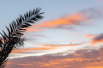 Fototapeta na wymiar Palm branch against the sunset sky