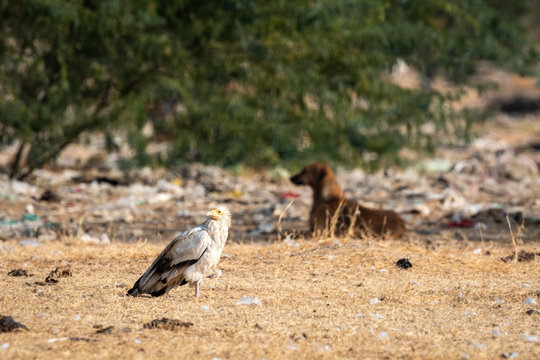 Egyptian vulture or Neophron percnopterus at jorbeer conservation reserve, bikaner, rajasthan, india