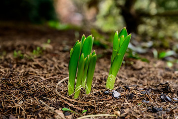 Ornamental garlic sprouts
