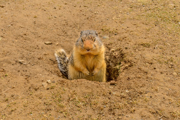 Ground squirrel at the Lightning Lake in Manning Park, British Columbia, Canada.