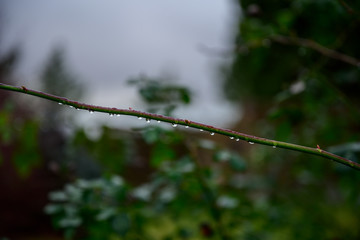 Rain droplets on a rose branch