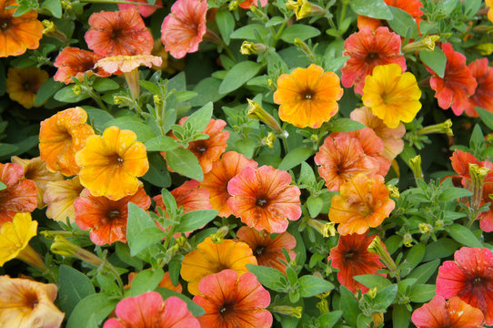 Petunia Cascadias Indian Summer Red And Orange Flowers