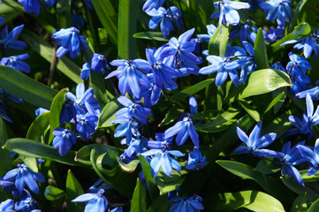 Blue scilla siberica flowers close up with green 