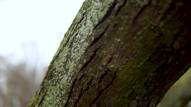 Close-up of the tree trunk, lonely trees in the park, cracked bark and natural shapes engraved on the bark , Track down
