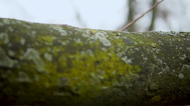 Close-up of the tree trunk, lonely trees in the park, cracked bark and natural shapes engraved on the bark , Track horizontal