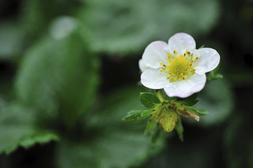 Strawberry farm in MiaoLi Country
