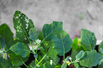 Eggplant leaves , herb, solanum, brinjal, cultivation, aubergine, foliage, field, small, water, beauty, botany, season, floral, flower, wild, agriculture, growing, eggplant, texture, tree, food, growt