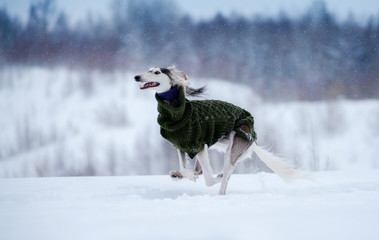 Dog, saluki breed in a sweater, Persian greyhound, runs along the lake, quarry, in a snowy winter, in the background a forest strewn with snow