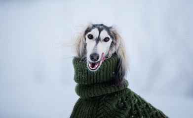 Dog, saluki breed in a sweater, Persian greyhound, closeup portrait, licks, in the snowy winter, in the background a forest strewn with snow