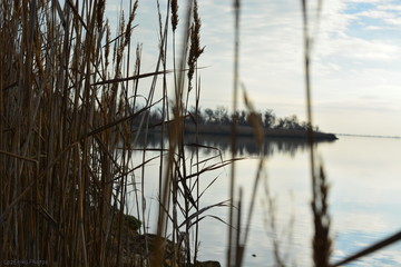 &eacute;tang de Camargue, reflets miroirs et joncs
