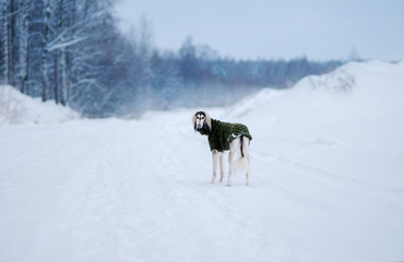 A dog, saluki breed in a sweater, a Persian greyhound, stands on a snowy wide path, in a snowy winter, in the background a forest strewn with snow