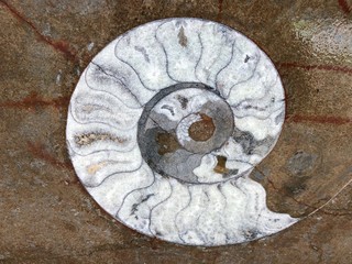 morocco sahara desert oasis town erfoud macro fossil center ammonite_09