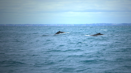 Humpback whales (Megaptera novaeangliae) near the coast of Perth (Western Australia)